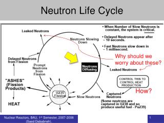 Neutron Life Cycle