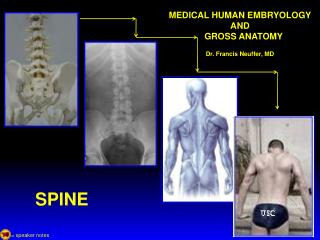 MEDICAL HUMAN EMBRYOLOGY AND GROSS ANATOMY Dr. Francis Neuffer, MD