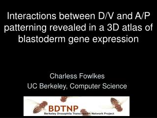 Interactions between D/V and A/P patterning revealed in a 3D atlas of blastoderm gene expression