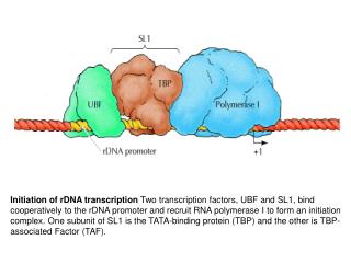 Eukaryotic RNA polymerase 18S+ 30 proteins= 40S