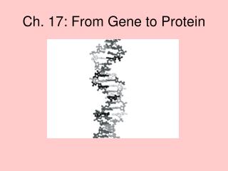 Ch. 17: From Gene to Protein