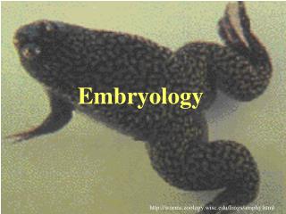 Embryology