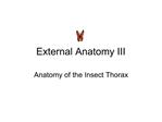 External Anatomy III