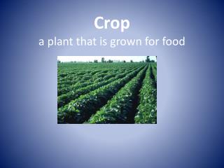 Crop a plant that is grown for food