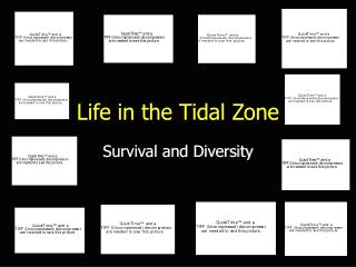 Life in the Tidal Zone