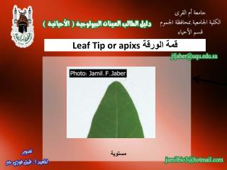 قمة الورقة Leaf Tip or apixs