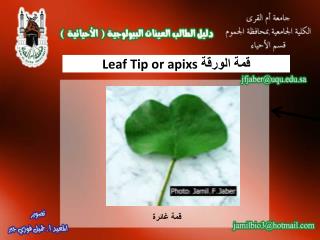 قمة الورقة Leaf Tip or apixs