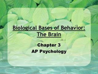 Biological Bases of Behavior: The Brain