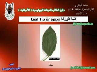 قمة الورقة Leaf Tip or apixs