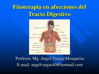 Fitoterapia en afecciones del Tracto Digestivo