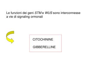 Le funzioni dei geni STM e WUS sono interconnesse a vie di signaling ormonali