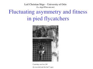 Fluctuating asymmetry and fitness in pied flycatchers