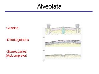 Alveolata