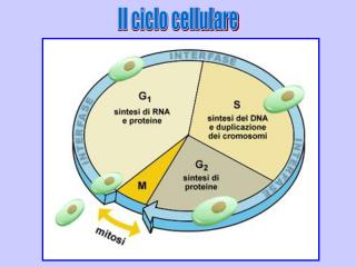 Il ciclo cellulare