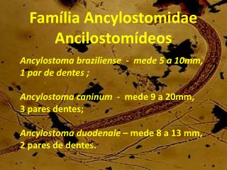 Família Ancylostomidae Ancilostomídeos