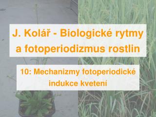 J. Kolář - Biologické rytmy a fotoperiodizmus rostlin