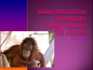 Miami orangutan undergoes chemotherapy for cancer