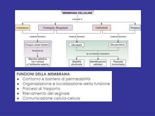 Diffusione attraverso doppi strati fosfolipidici