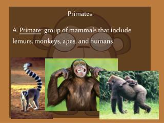 Primates A. Primate : group of mammals that include lemurs, monkeys, apes, and humans