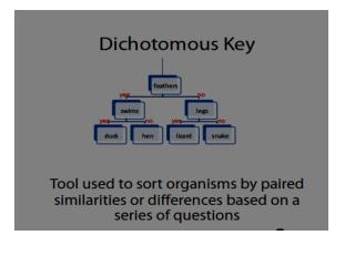 _week 5 dichotomous key