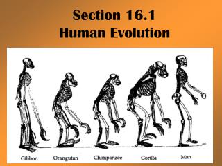 Section 16.1 Human Evolution