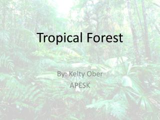 Tropical Forest