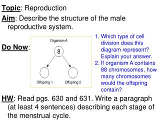 Topic : Reproduction Aim : Describe the structure of the male reproductive system. Do Now :