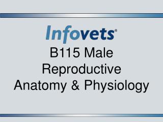 B115 Male Reproductive Anatomy &amp; Physiology