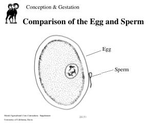 Comparison of the Egg and Sperm