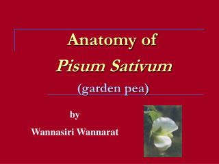 Anatomy of Pisum Sativum (garden pea)
