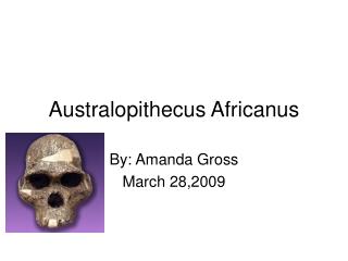 Australopithecus Africanus