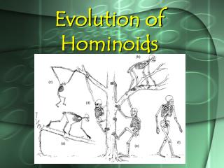 Evolution of Hominoids