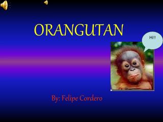 ORANGUTAN