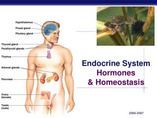 Endocrine System Hormones &amp; Homeostasis