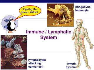 Immune / Lymphatic System