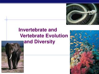 Invertebrate and Vertebrate Evolution and Diversity