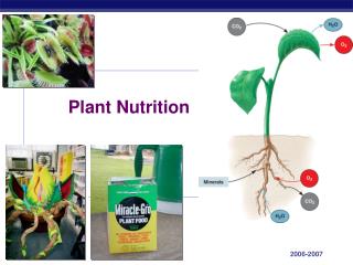 Plant Nutrition