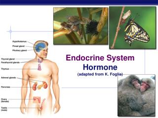 Endocrine System Hormone (adapted from K. Foglia)