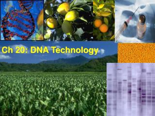 Ch 20: DNA Technology