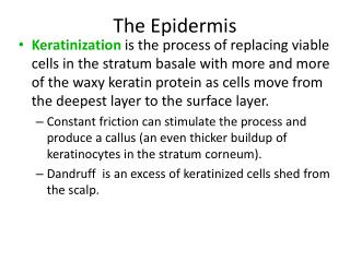 The Epidermis