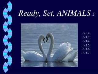 Ready, Set, ANIMALS 2