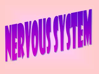 nervous system