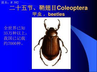 二十五节、鞘翅目 Coleoptera 甲虫 ， beetles