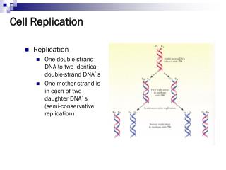 Cell Replication