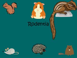 Rodentia