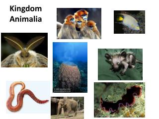 Kingdom Animalia