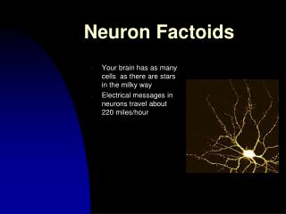 Neuron Factoids