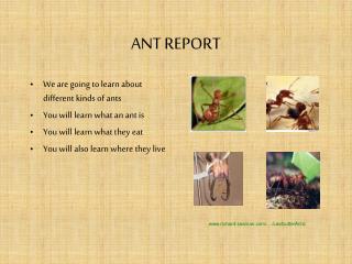 ANT REPORT
