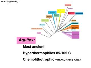 Aquifex : 	Most ancient Hyperthermophiles 85-105 C Chemolithotrophic – INORGANICS ONLY