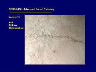 FORS 8450 • Advanced Forest Planning Lecture 19 Ant Colony Optimization